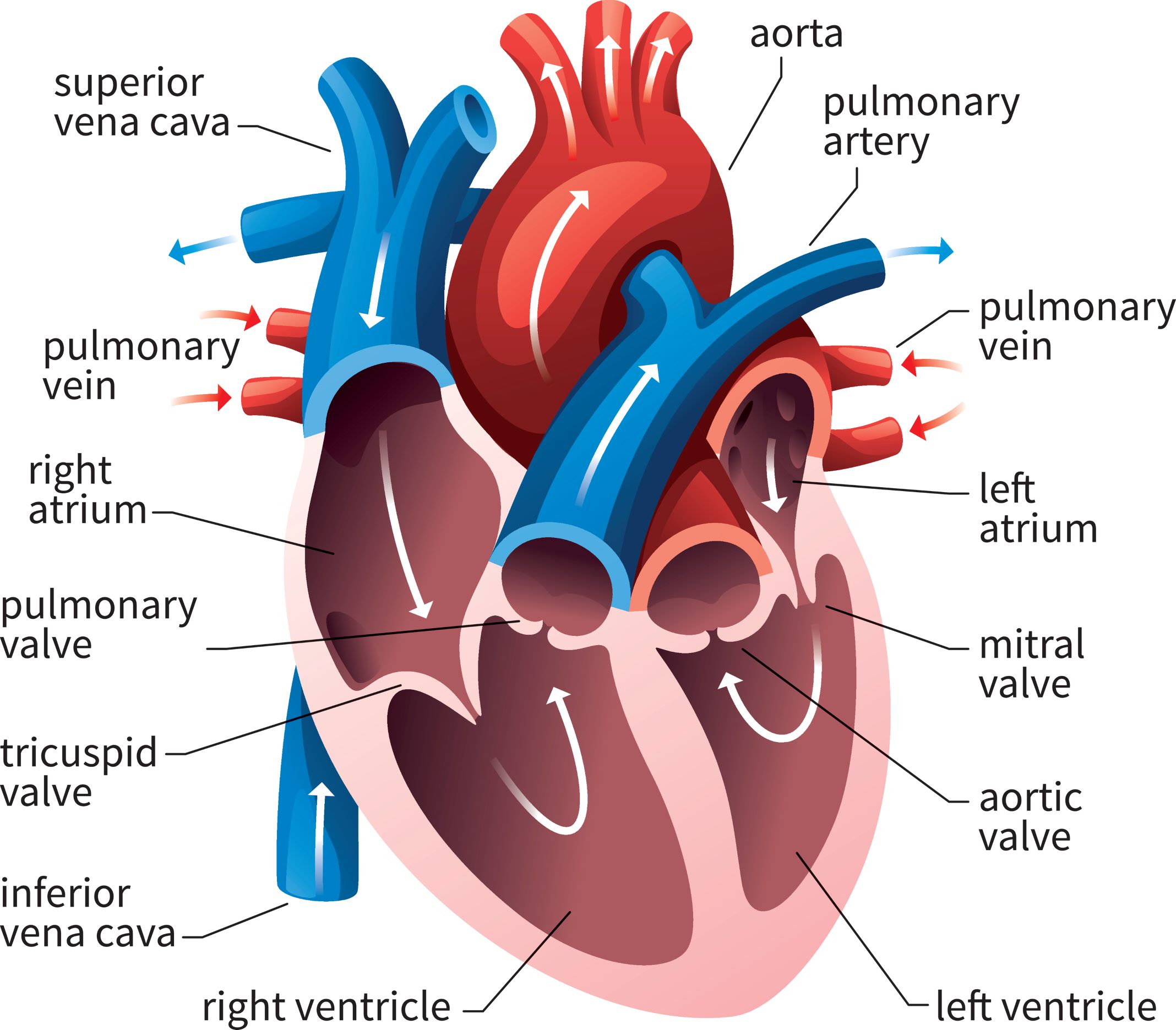 Basic Anatomy of the Human Heart - Cardiology Associates of Michigan